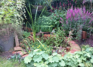 De Opentuinencarrousel – ontdek 6 tuinen in de Hoeksche Waard