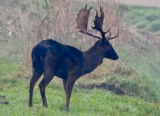 Minder kalfjes bij damherten in Hoeksche Waard door verlies dominante bok