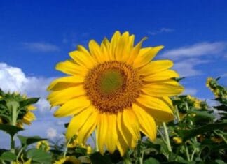 Weerbericht Hoeksche Waard: week van 17 t/m 23 augustus 2025