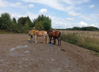 Inspiratiedag Schrijven met Paarden in Maasdam op 13 oktober