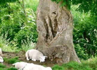 Geen winst voor de ‘Elfen es’ bij Boom van het Jaar verkiezing