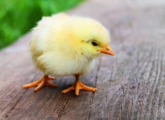 Voorstelling: Het avontuur van het reusachtige kuiken!