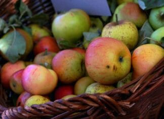 Nieuwland sap weer op 2 oktober a.s. te koop