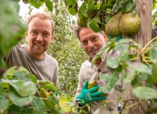Bedrijven en wethouders Barendrecht en Hoeksche Waard plukken peren voor voedselbank