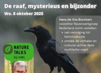 Lezing: De raaf – mysterieus en bijzonder (8 oktober, Numansdorp)