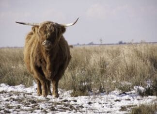 Tiengemeten bezoeken in de winter? Dat kan, maar houd rekening met minder faciliteiten!