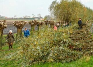 HWL start wllgenknotseizoen op 1 november in Strijen. Nieuwe knotters welkom!