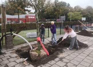 Groene groei bij IKC De Wereld op Centrum: vier volwassen beuken geplant dankzij Ronde Tafel 75 Hoeksche Waard