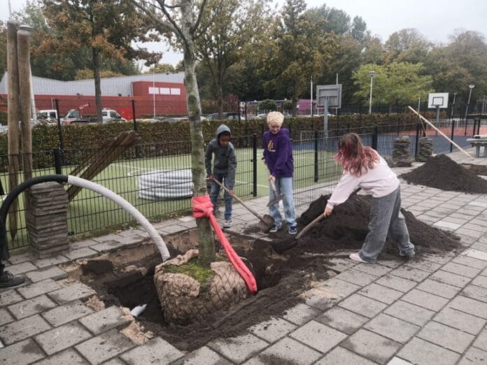 Groene groei bij IKC De Wereld op Centrum: vier volwassen beuken geplant dankzij Ronde Tafel 75 Hoeksche Waard