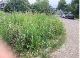 Gemeente Hoeksche Waard treft maatregelen tegen tegenvallende kwaliteit groenonderhoud in Oud-Beijerland, Heinenoord en Westmaas