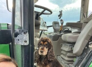 De Hoeksche boerin: “Van het opnemen van een Optimel commercial, tot het zaaien van tarwe.”