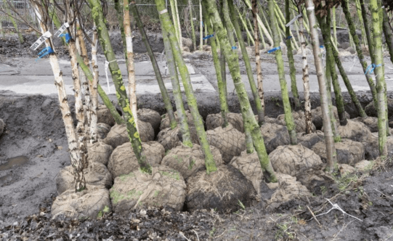 Groen in het nieuws: gemeente plant 350 nieuwe bomen in de Hoeksche Waard