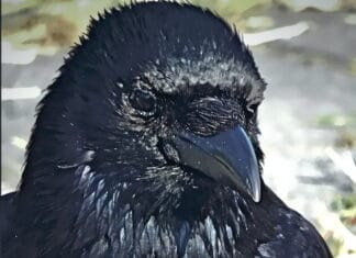 Boekje ‘Een ‘koninklijke’ Kerst’: Ook zonder sneeuw kan Kerst ‘magisch’ zijn