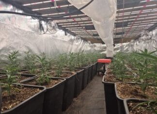 Hennepkwekerij aangetroffen in Numansdorp