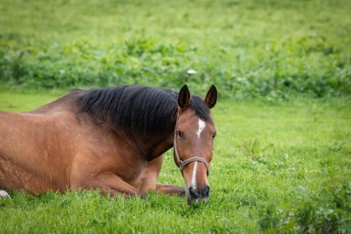 Inspiratiedag en kinderboeken schrijven met paarden