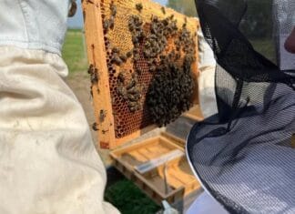 Basiscursus imkeren in de Hoeksche Waard