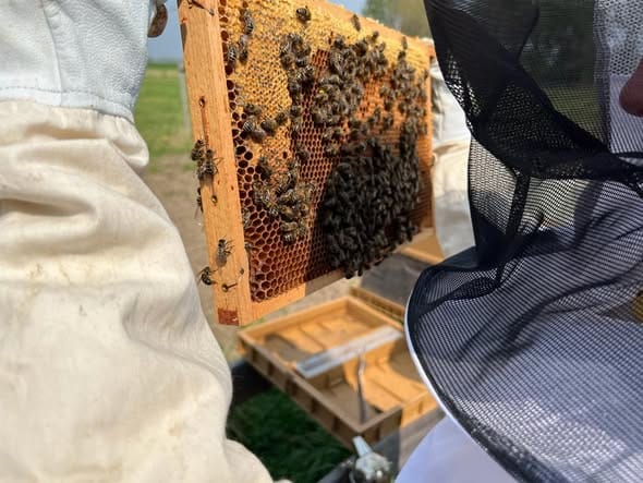 Basiscursus imkeren in de Hoeksche Waard