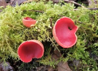 Woensdag 14 januari 2026 – Nature Talks over paddenstoelen