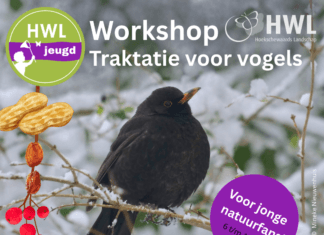Workshop traktatie voor vogels maken