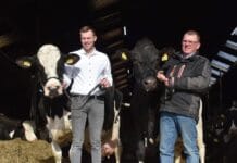 Twee kampioenskoeien tegelijk bij Boerderijwinkel Zevenbergen in Piershil