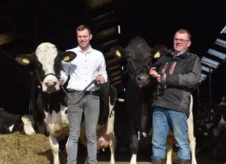 Twee kampioenskoeien tegelijk bij Boerderijwinkel Zevenbergen in Piershil