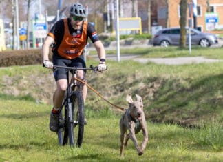 Recordaantal deelnemers bij Stroowaert Canicross & Cross in Oud-Beijerland