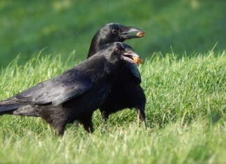 Creatieve én leerzame activiteiten in Bibliotheek Nieuw-Beijerland tijdens de meivakantie