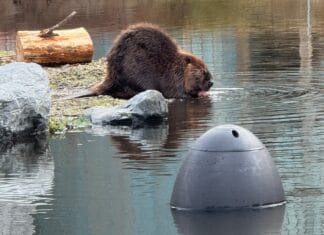 Waterschap start proef met ‘The Egg’ om bevers te volgen