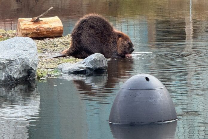 Waterschap start proef met ‘The Egg’ om bevers te volgen