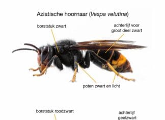 Gemeente en imkers bundelen krachten tegen Aziatische hoornaar