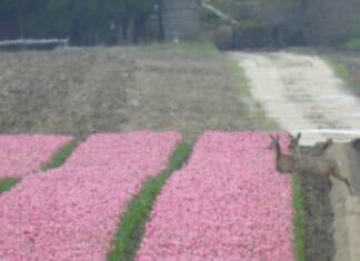 Reeën gespot tussen bloeiende tulpen bij Zuidzijde, oproep: blijf uit de velden
