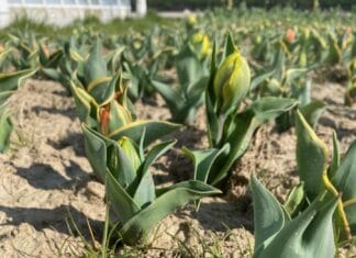 Pluktuin “Pluk de Bloom” opent in Numansdorp op zaterdag 28 maart