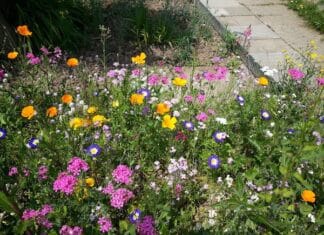 Planten en zadenruilmiddag in Zuid-Beijerland
