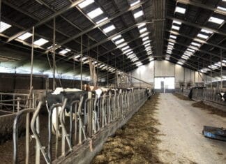 🐄 Lente bij de Boer keert terug: ontdek het boerenleven op 2e Paasdag in de Hoeksche Waard