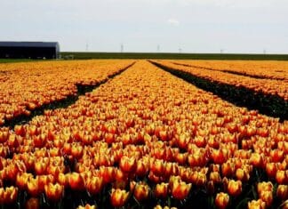 Prachtige tulpen kleuren de Hoeksche Waard