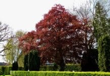 Lentekleuren aan de bomen