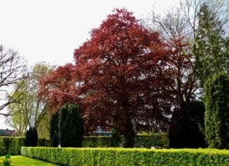 Lentekleuren aan de bomen