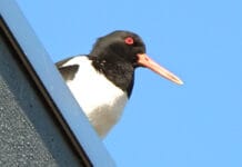 Scholeksters op het dak : vrijwilligers gezocht