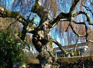 ‘Bomenkunst’ op oude begraafplaatsen in de Hoeksche Waard