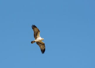 Voorjaarstrek op Tiengemeten: vogels, natuur en bijzondere excursies in mei