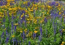 Zomer in de Hoeksche Waard en hoe je daar optimaal van geniet