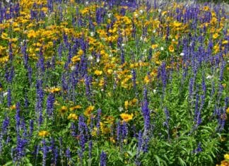 Zomer in de Hoeksche Waard en hoe je daar optimaal van geniet
