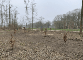 Bomenkap bij Kiltunnel mogelijk in strijd met wet: aangifte en onderzoek gestart