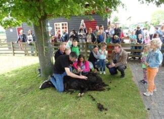 Schaapscheerdersfeest op Recreatieoord Binnenmaas op Tweede Pinksterdag