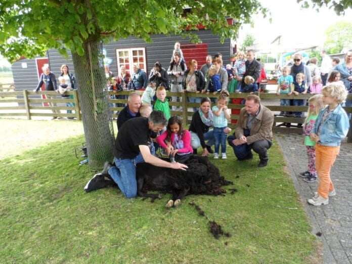 Schaapscheerdersfeest op Recreatieoord Binnenmaas op Tweede Pinksterdag