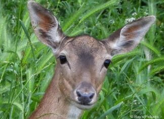 Rechter behandelt op 28 mei zaak rond damhertenbeheer Hoeksche Waard