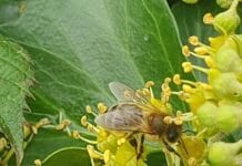 Gratis biodivers verrassingspakket tijdens Week van de Biodiversiteit in Strijen