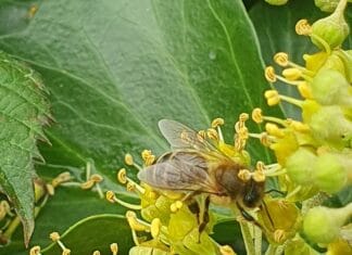 Gratis biodivers verrassingspakket tijdens Week van de Biodiversiteit in Strijen