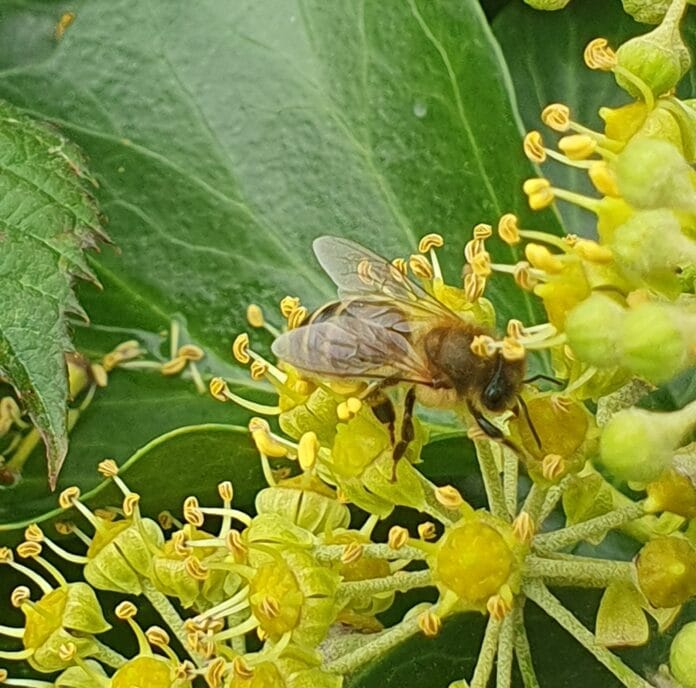 Gratis biodivers verrassingspakket tijdens Week van de Biodiversiteit in Strijen