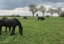 Inspiratiedag ‘Schrijven met paarden’